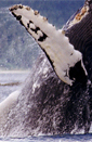 Mike, Alaska