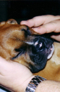 Harley